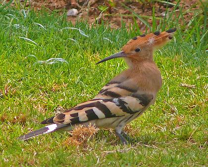 Hoopoe, Foto: source: Wikicommons unter CC 