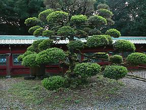 Ueno Toshogu Shrine (5)