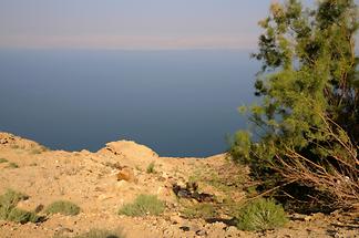 Dead Sea (1)