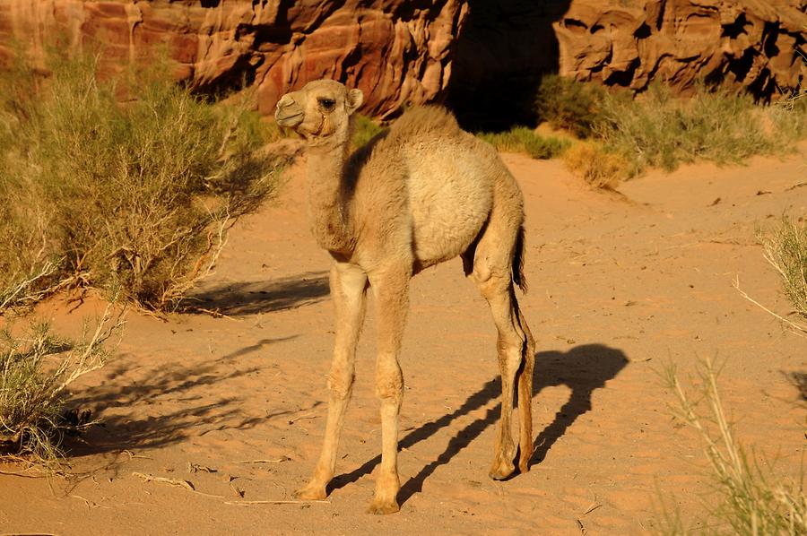 Camels Wadi Rum
