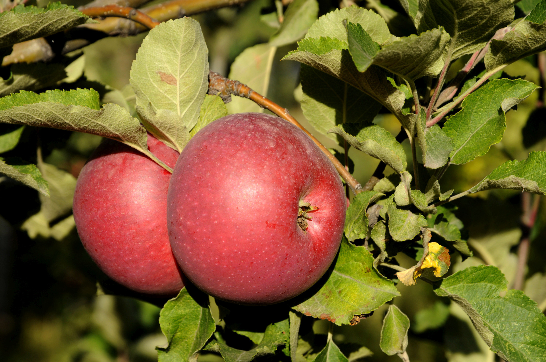 Apples Almaty Pictures Kazakhstan in GlobalGeography