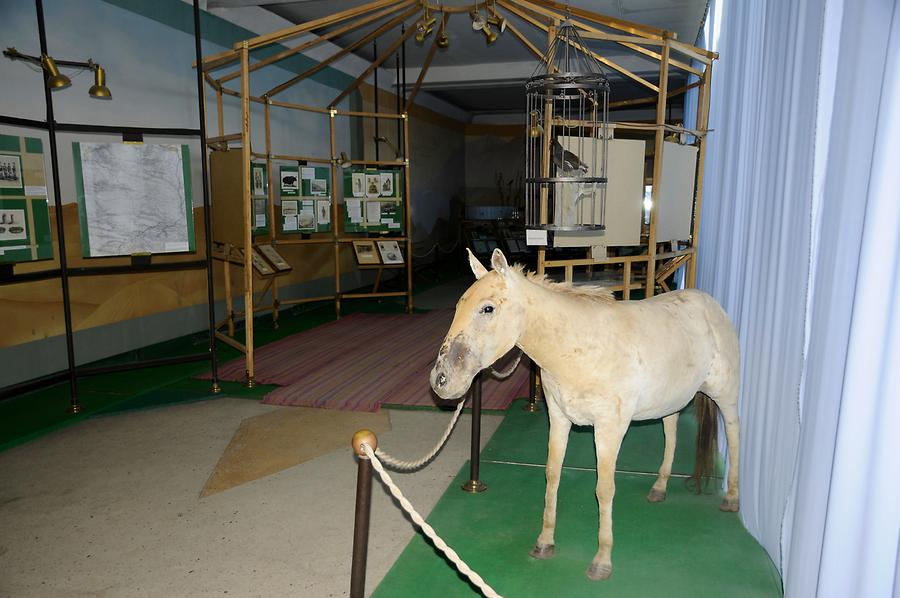 Przevalskji's Horse