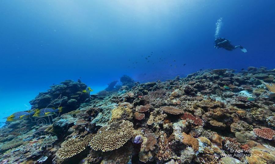 Coral reef, Maldives