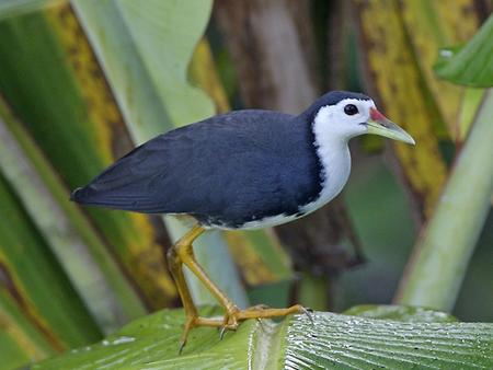White-breasted waterhen, Foto: source: Wikicommons unter CC 