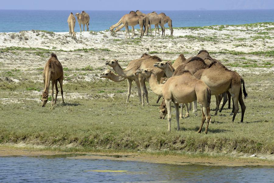 Al Mughsail Beach - Arabian Camels