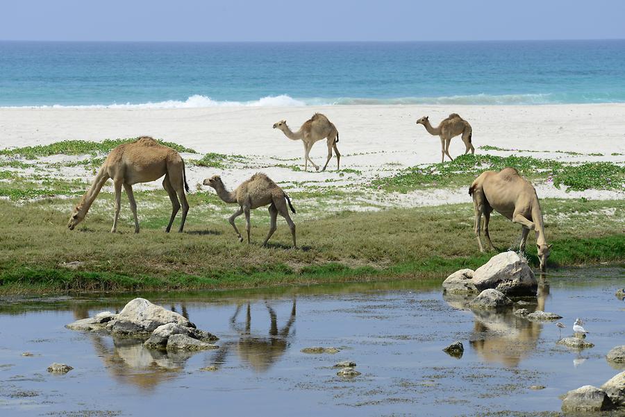 Al Mughsail Beach - Arabian Camels