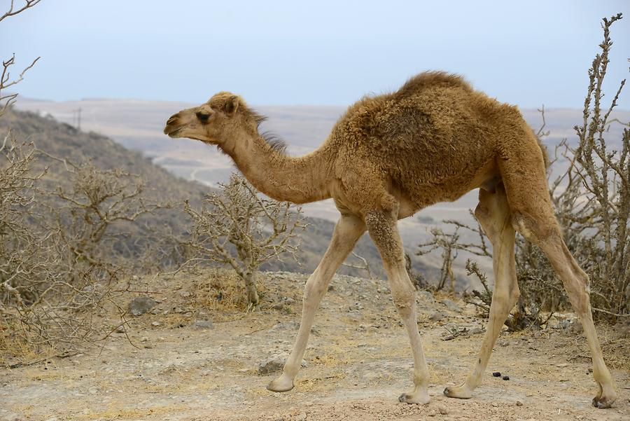 Wadi Darbat - Arabian Camel