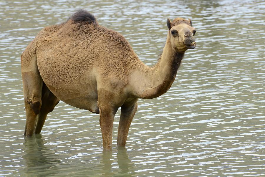 Wadi Darbat - Arabian Camel
