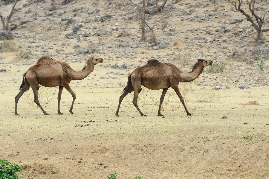 Wadi Darbat - Arabian Camels