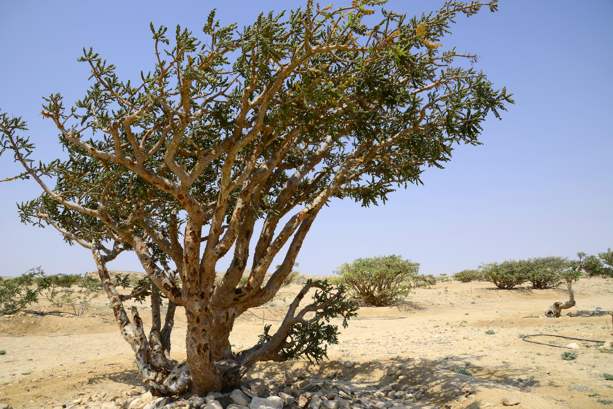 Wadi Dawkah - Frankincense | Dhofar | Pictures | Oman in Global-Geography