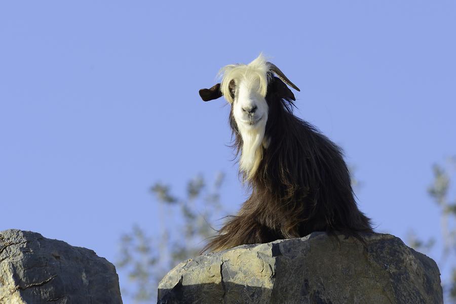 Jebel Shams - Goat