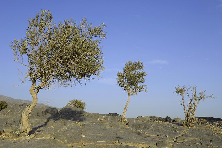 Jebel Shams - Plateau