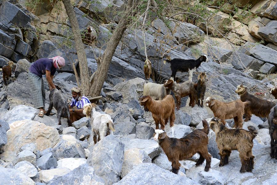 Wadi Ghul - Goats