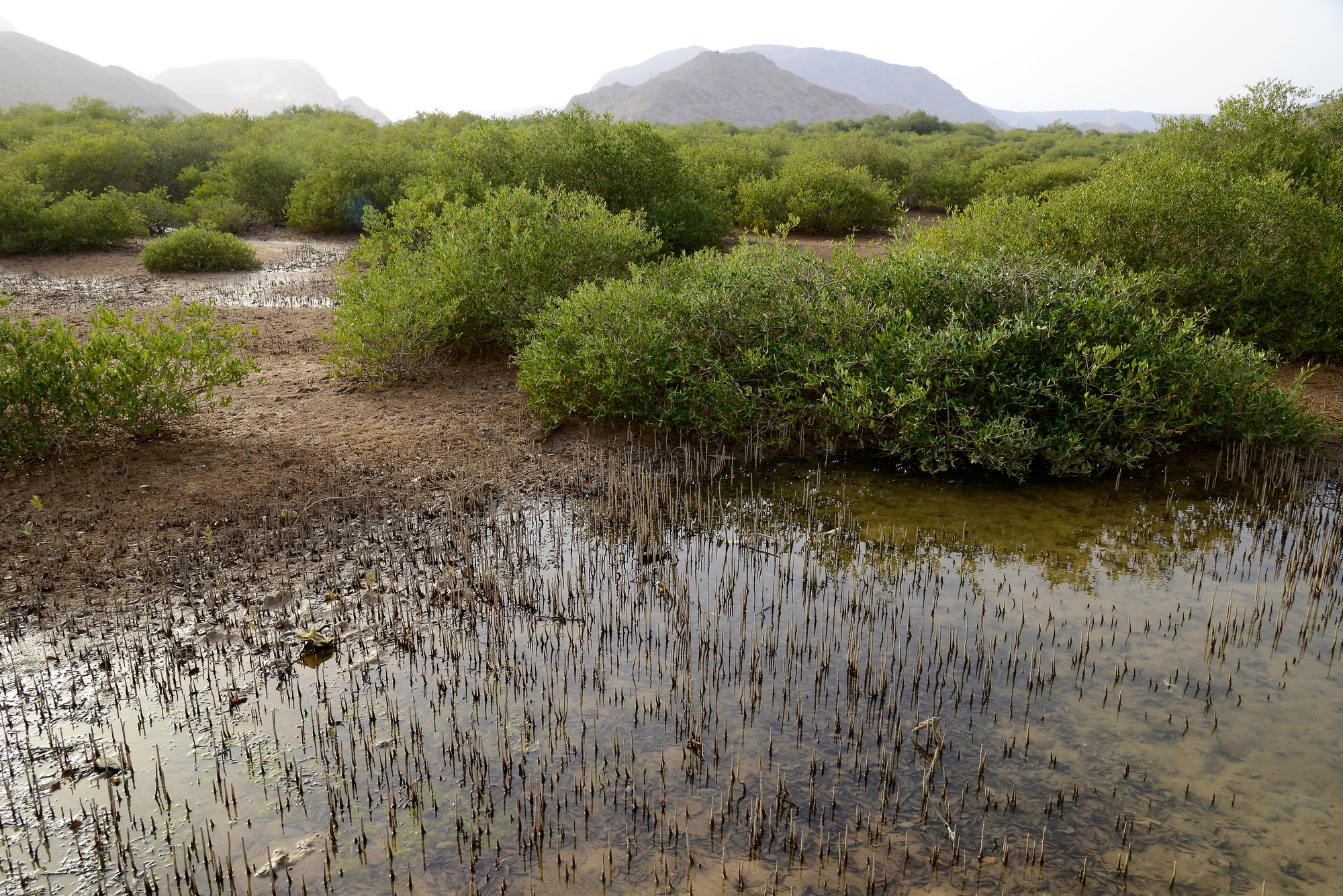 mangrove-swamp-muscat-pictures-oman-in-global-geography