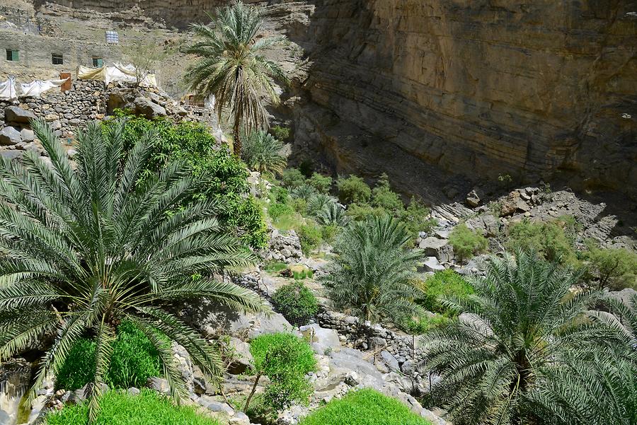 Wadi Tanuf - Oasis