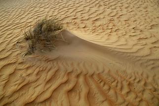 Desert Vegetation (1)