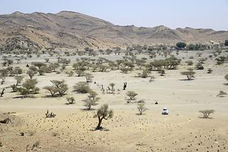 Wadi Samad (1)