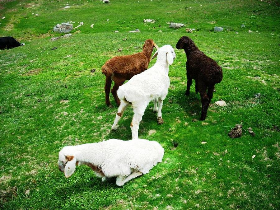 Local breed of goats