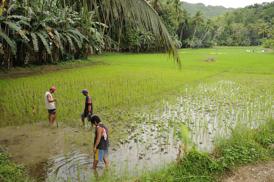 Rice fields near Batuan