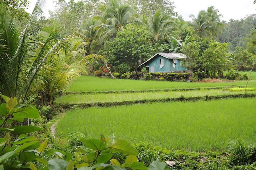 Rice fields near Batuan