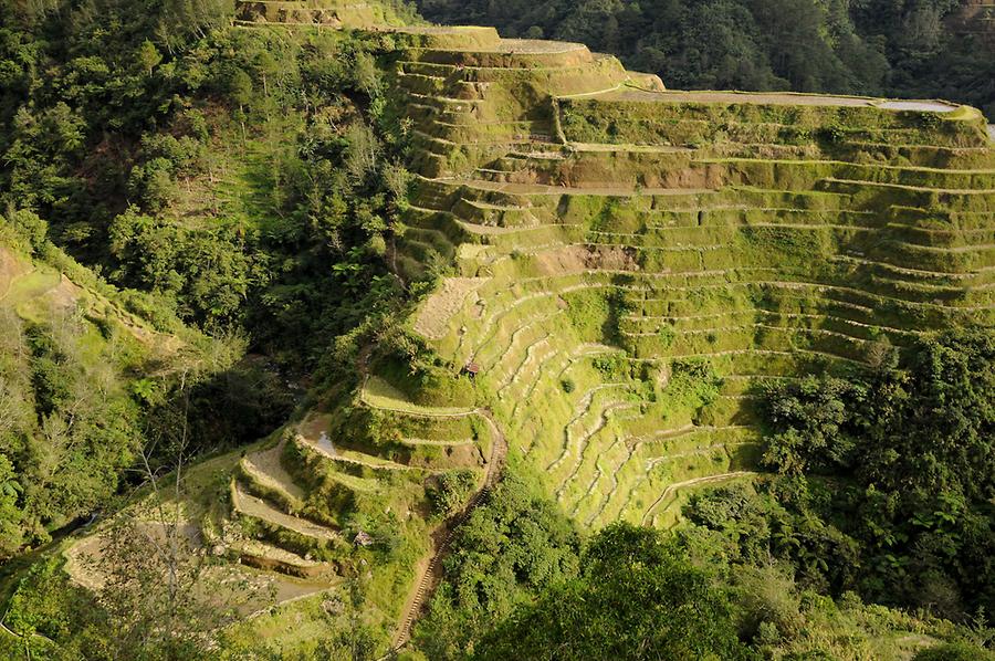 Terraces for growing rice in Banaue