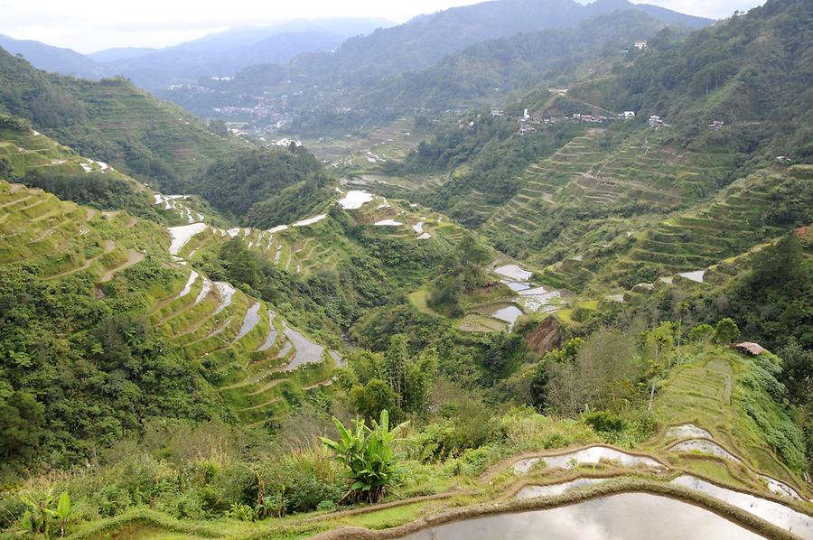 Terraces for growing rice in Banaue