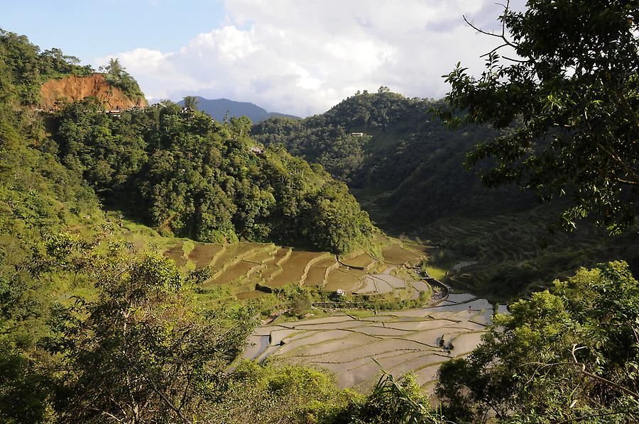Terraces for growing rice in Banaue