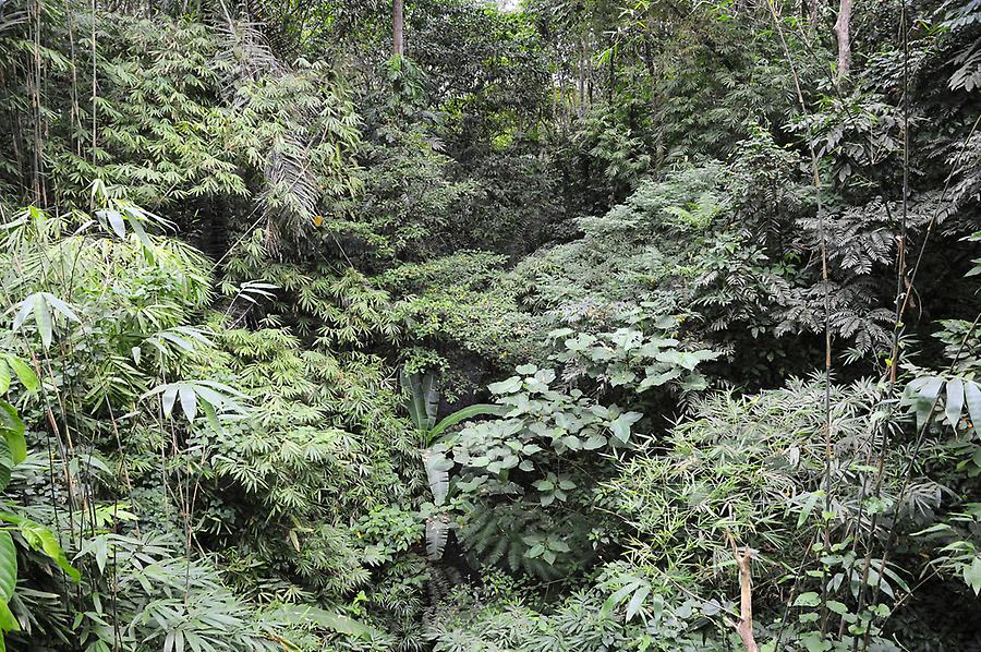 Primeval forest of Hidden Valley