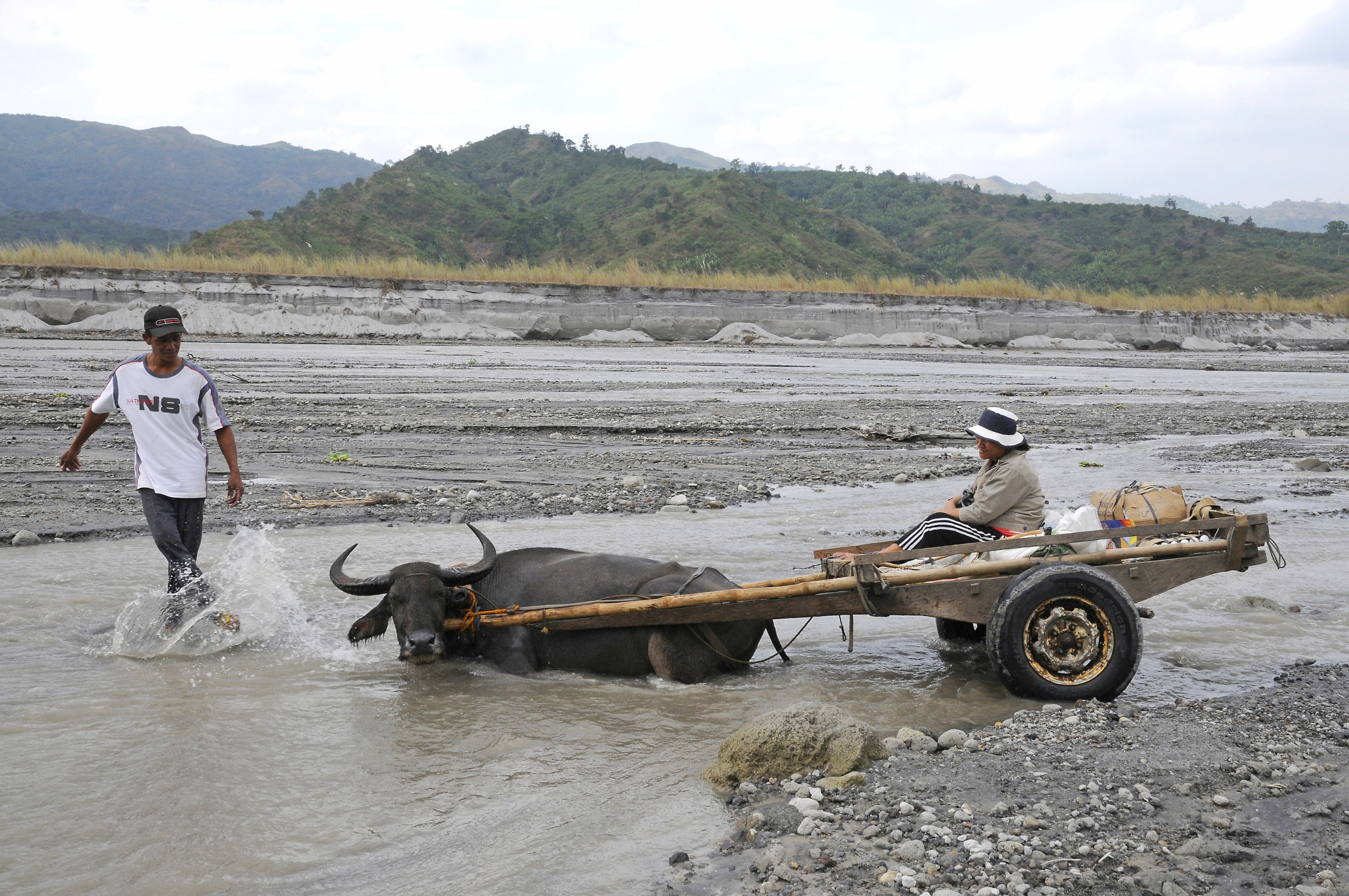 Water buffalo (1) Pinatubo Pictures Philippines in GlobalGeography