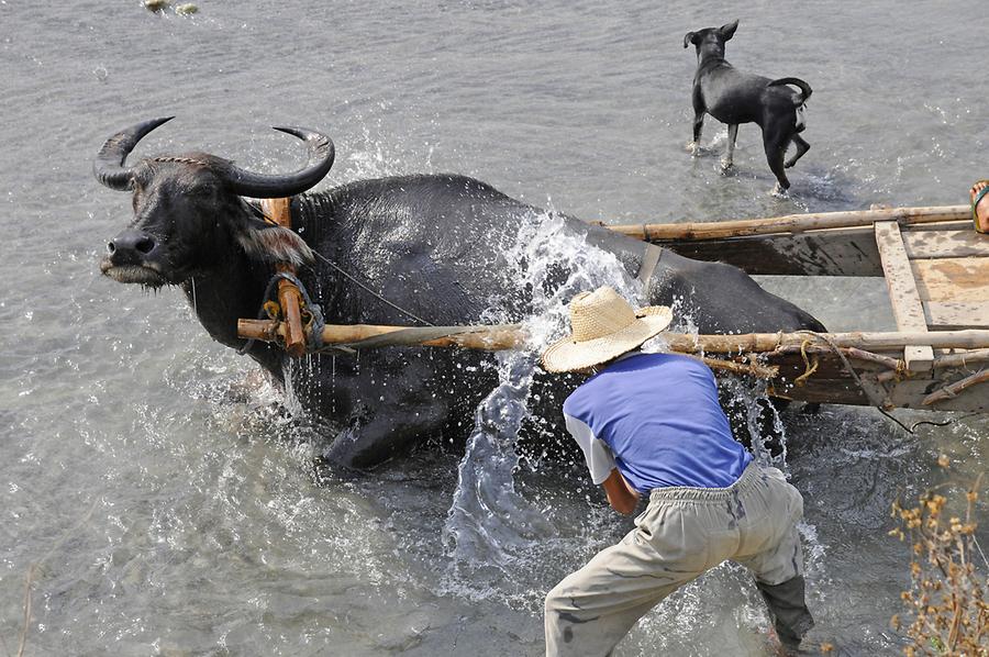 Water buffalo (2) Pinatubo Pictures Philippines in GlobalGeography