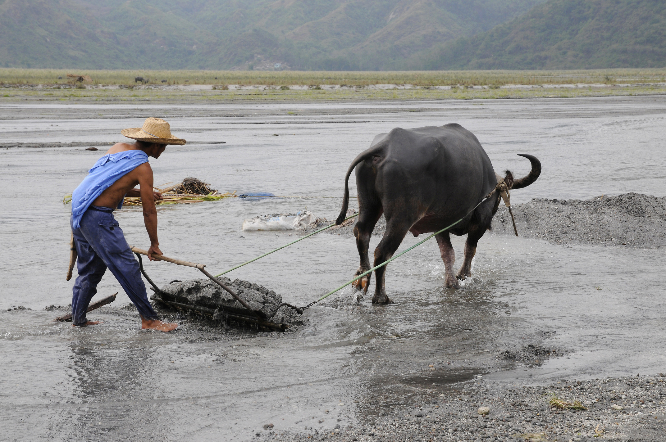 Water buffalo (3) Pinatubo Pictures Philippines in GlobalGeography