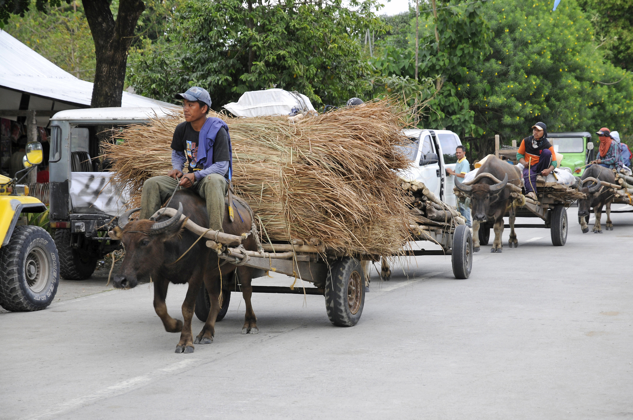 Water buffalo cart Pinatubo Pictures Philippines in GlobalGeography