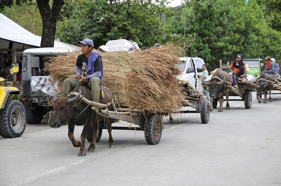 Water buffalo cart Pinatubo Pictures Philippines in GlobalGeography