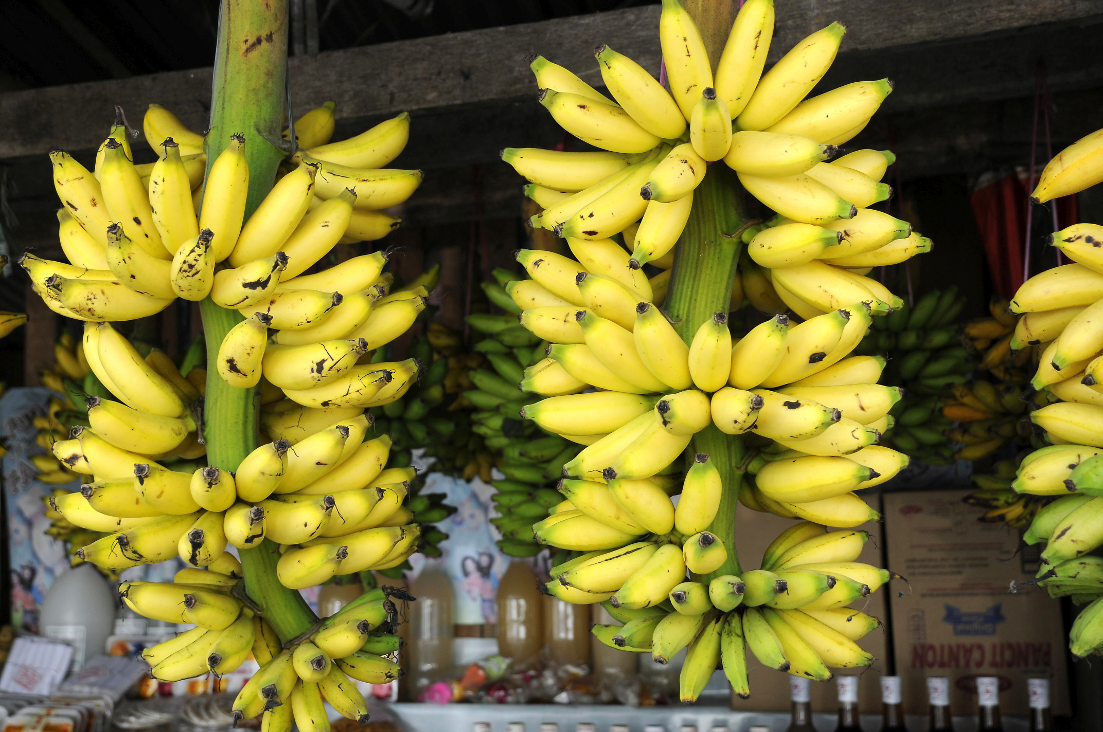 Bananas | Taal | Pictures | Philippines in Global-Geography