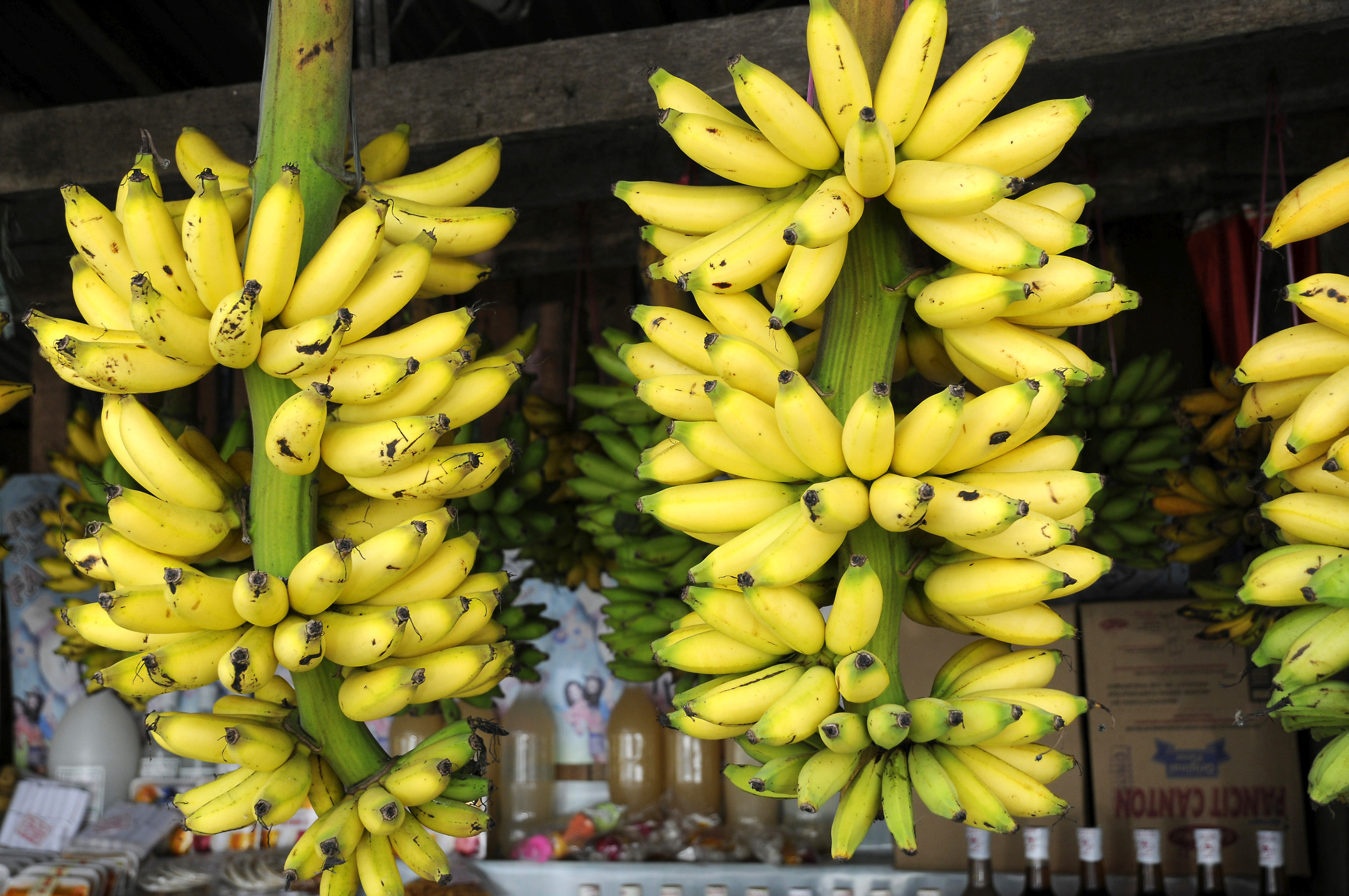 bananas-taal-pictures-philippines-in-global-geography