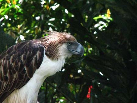 Philippine Eagle, Foto: source: Wikicommons unter CC 
