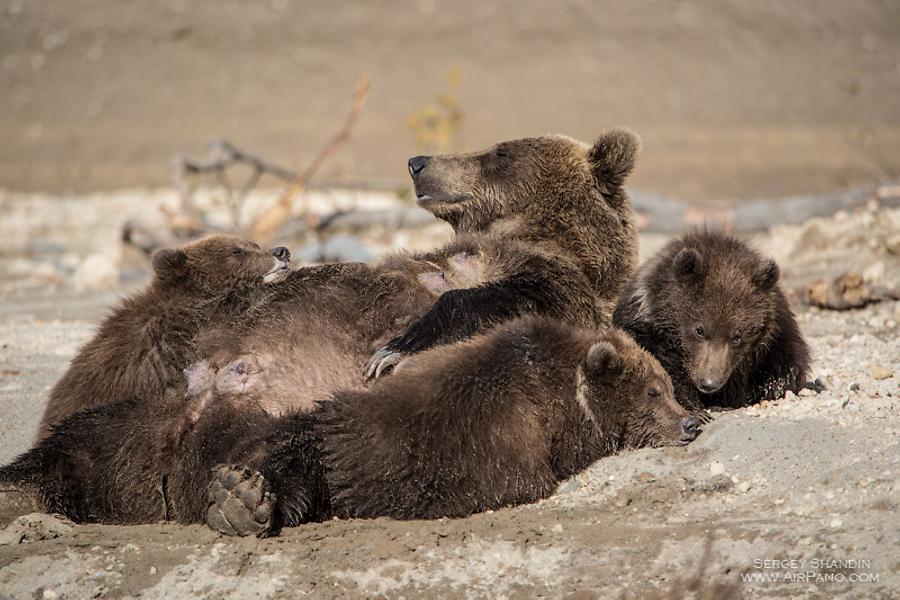Bears in the Kronotsky Reserve, Kamchatka