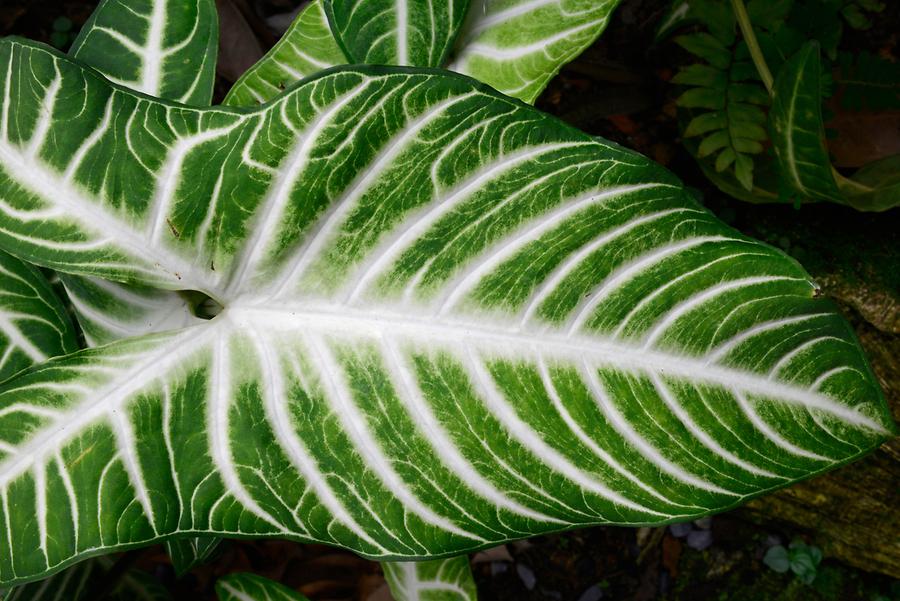 Botanical Garden - Exotic Leaf
