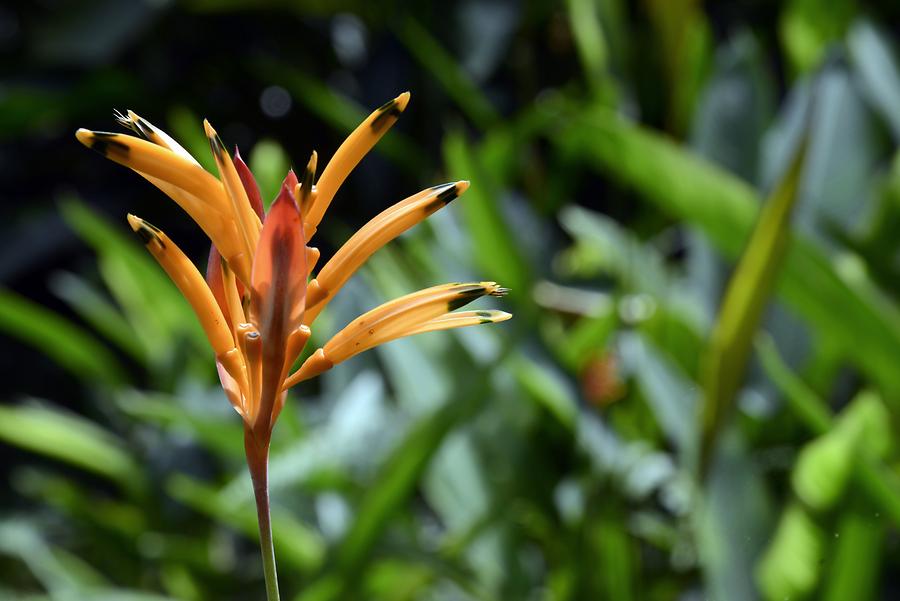 Botanical Garden - Flowering Plant