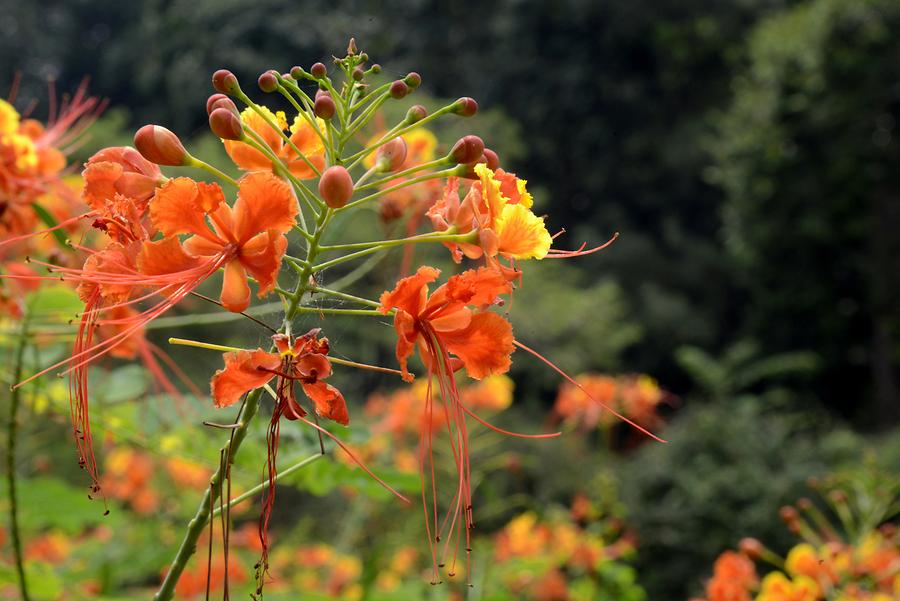Botanical Garden - Flowering Plant