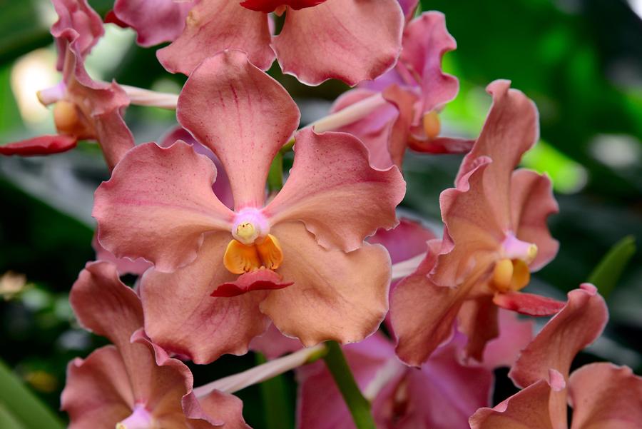 Orchid Garden