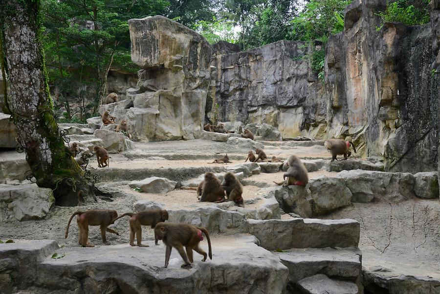 Singapore Zoo - Baboons