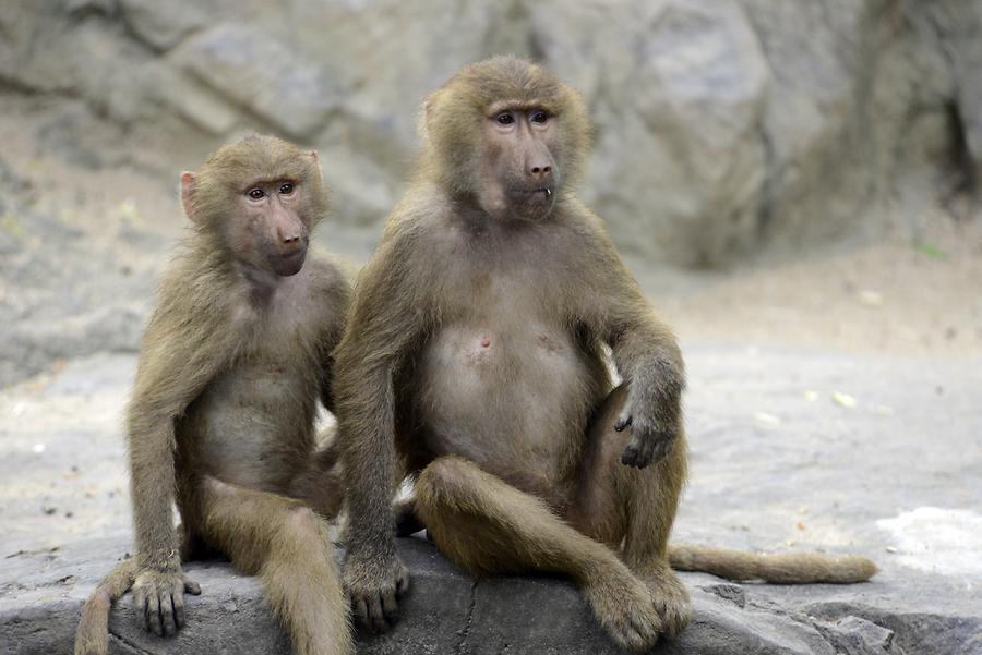 Singapore Zoo - Baboons