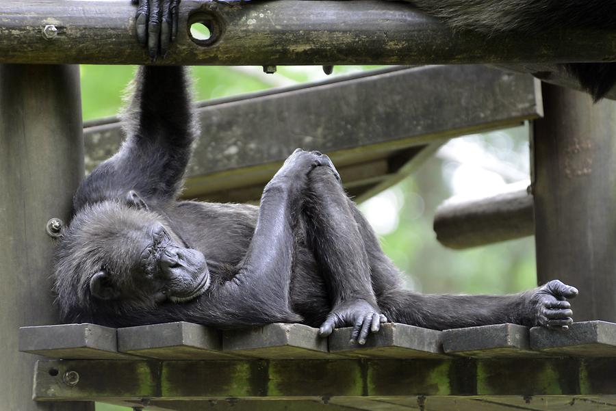 Singapore Zoo - Chimpanzee