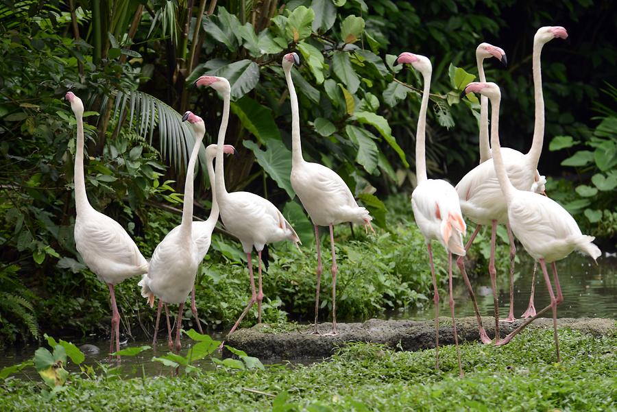 Singapore Zoo - Flamingos