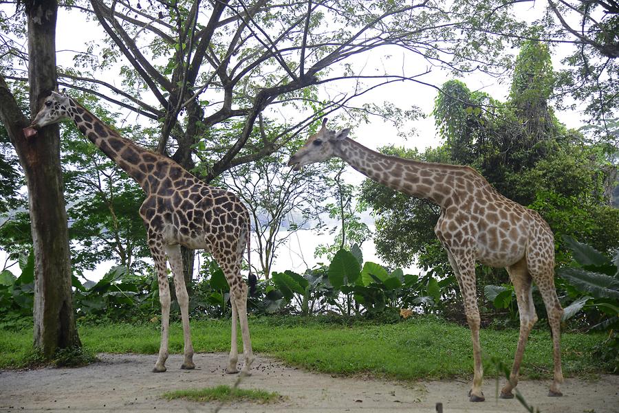 Singapore Zoo - Giraffe