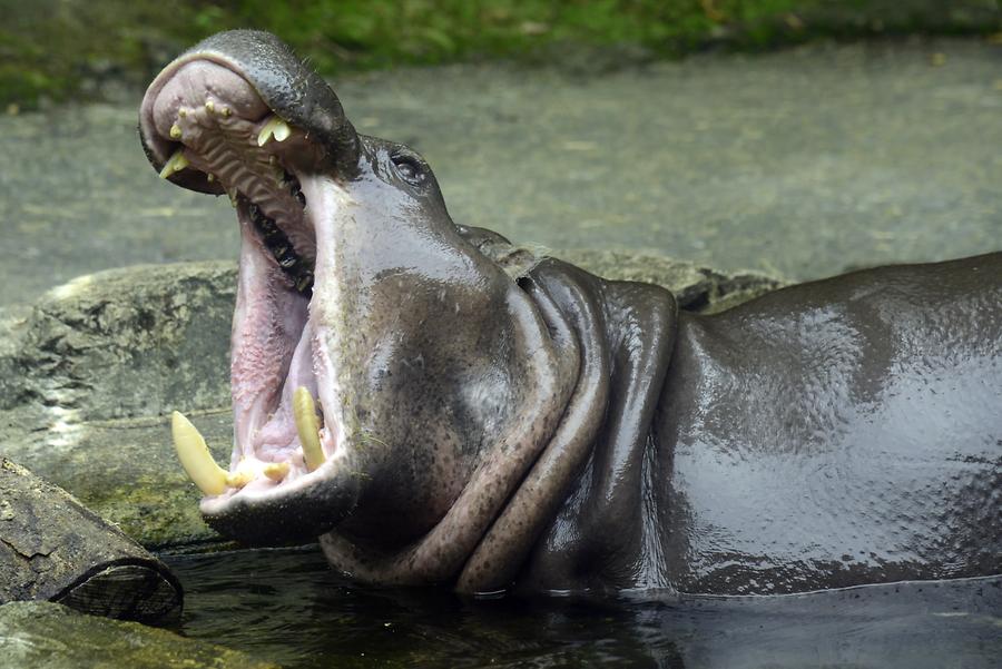 Singapore Zoo - Hippo