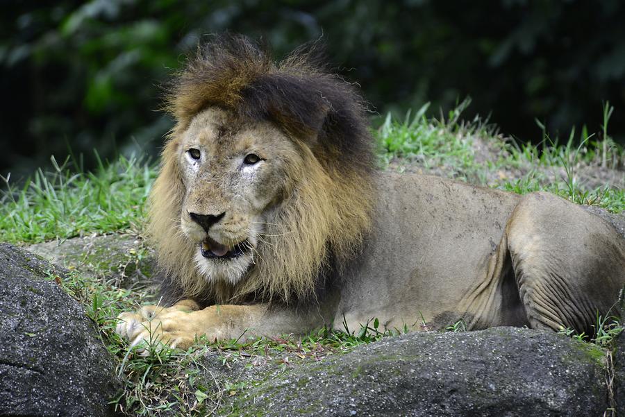 Singapore Zoo - Lion