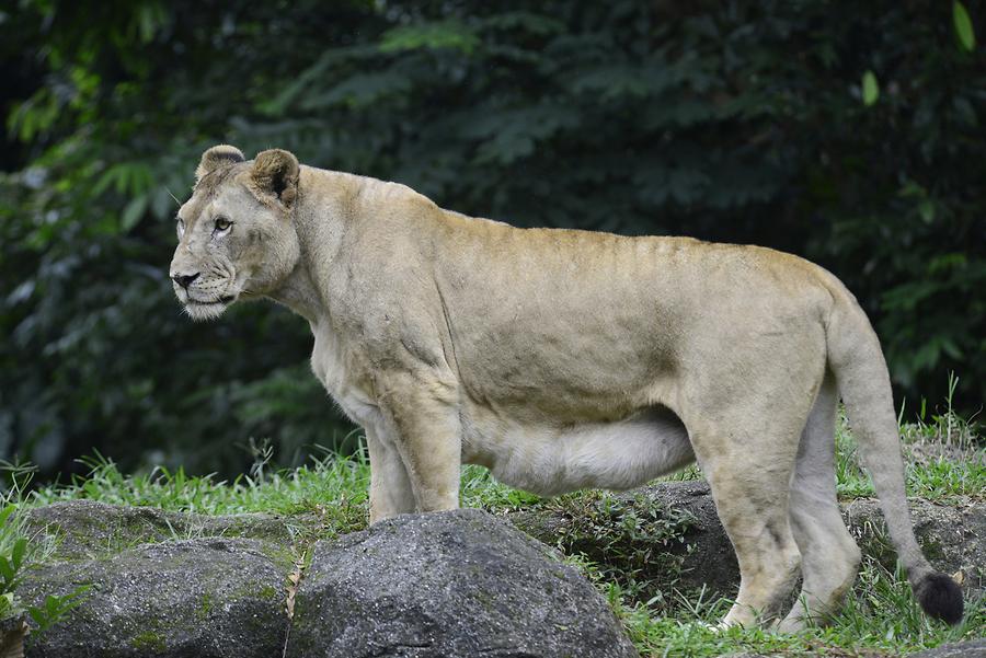 Singapore Zoo - Lioness