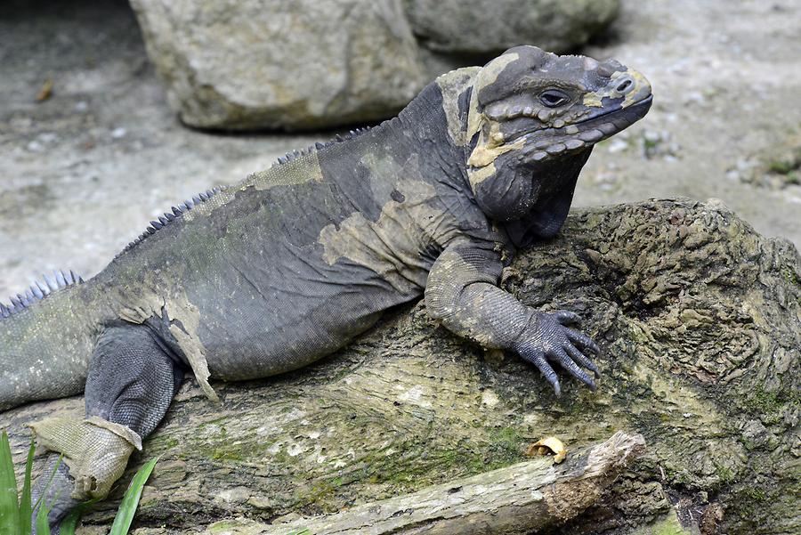Singapore Zoo - Lizard